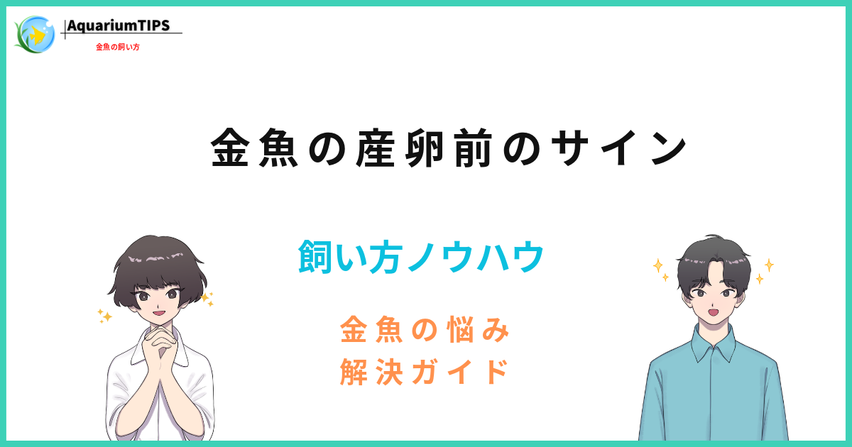 金魚が卵を産む前の行動は?産卵の兆候と適切な対応