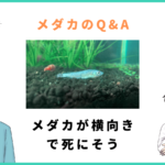 メダカ横向き死にそう