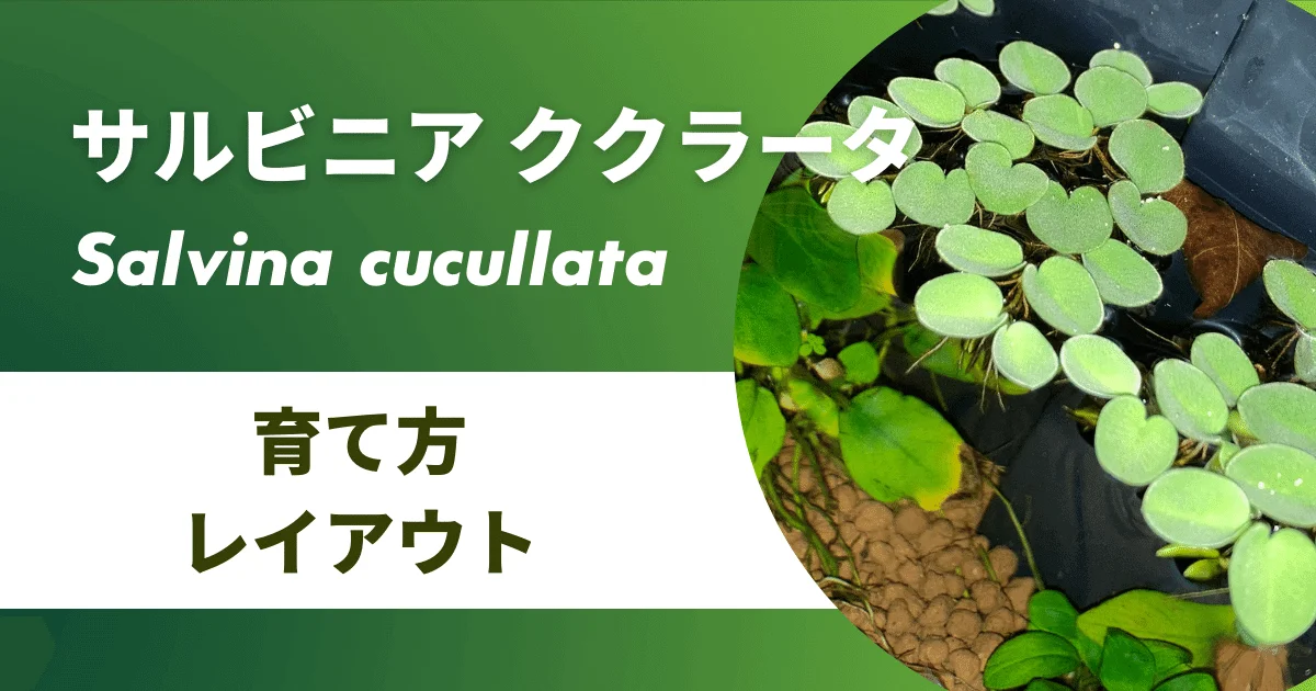 ウキクサ50株 その4（ウキクサ50株 その1｜水草）