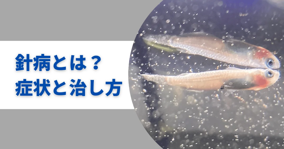 メダカの喜ぶ水草とは？相性のいいおすすめ水草5選 |アクアリウムTIPS「メダカの飼い方事典」
