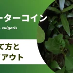 ウォーターコインの育て方｜地植えでも育つ！簡単に増やす方法