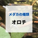 オロチメダカの特徴と由来・値段相場・固定率・育て方