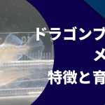 ドラゴンブルーメダカの作り方と値段・特徴・固定率・販売箇所