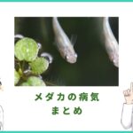 メダカがなる12の病気