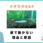 メダカが一匹だけ底で動かない理由と放っておくとヤバい理由