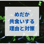 メダカが共食いする理由と知らないと後悔する共食いを防ぐ方法