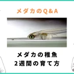 メダカの稚魚を2週間で1cmの大きさに育てる方法