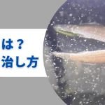 メダカの針病(ハリ病)は頭を振るように泳ぐ！原因と薬治療法を解説