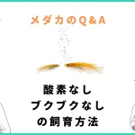 メダカ酸素なしブクブクなしで飼育できるのか