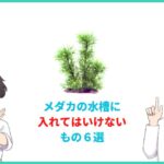 メダカの水槽に入れてはいけないもの６選とその理由を解説