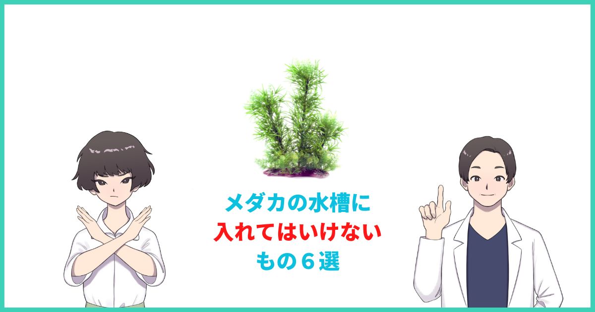 メダカの水槽に入れてはいけないもの６選とその理由を解説