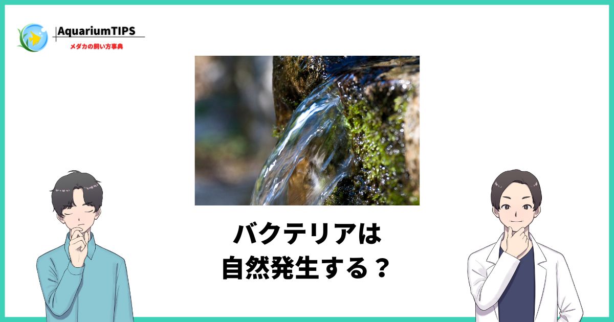 メダカ バクテリア 自然発生