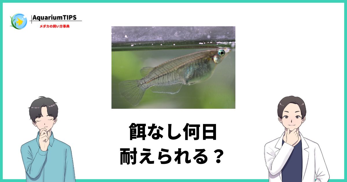 メダカ 餌なし 何日