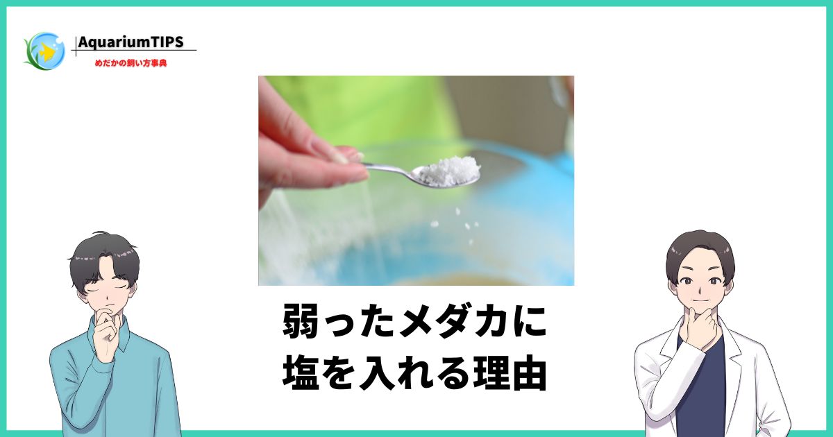 メダカが弱ってるときに塩を入れるのはなぜ？対処療法で使われるワケ