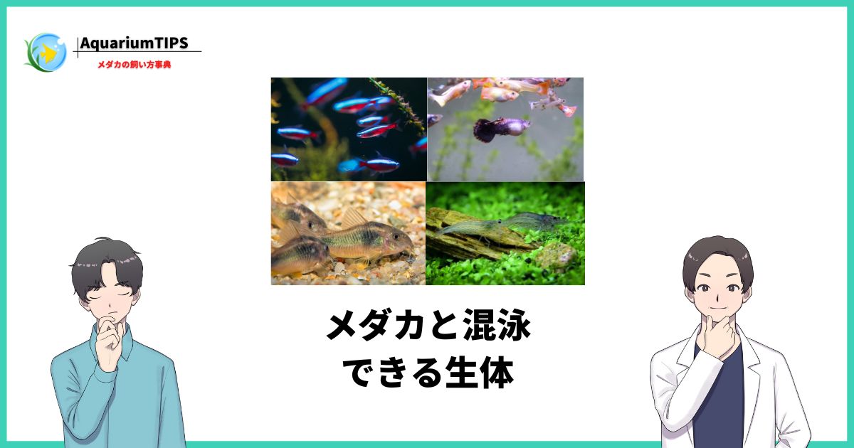 メダカと一緒に飼える魚