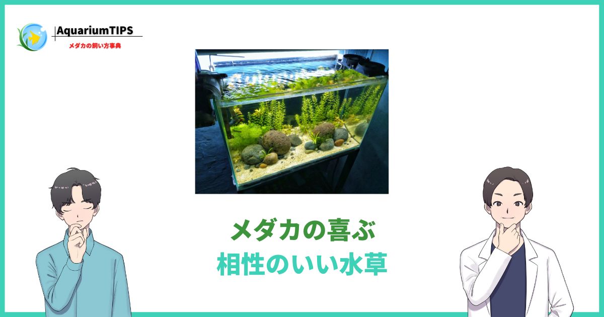 メダカの喜ぶ水草