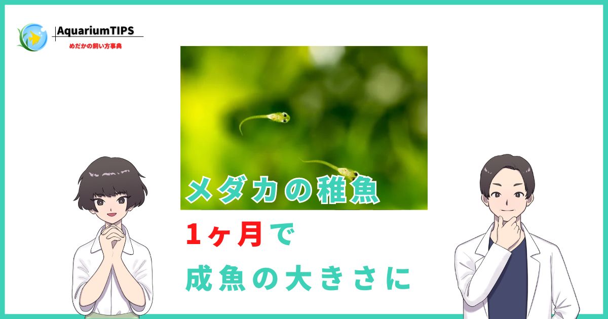 メダカの稚魚を1ヶ月で成魚の大きさにする方法