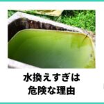 メダカ水換えすぎ