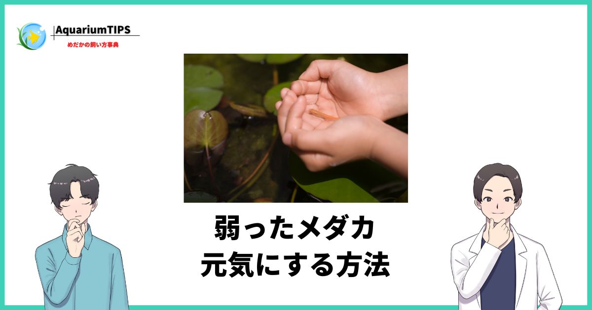 弱ったメダカを元気にする方法