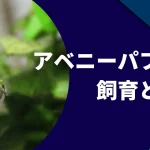 アベニーパファーの飼育