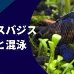 バジスバジス