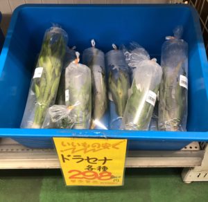 ドラセナ販売