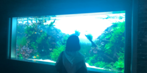 すみだ水族館水槽５