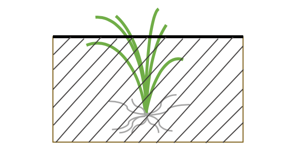 植え方