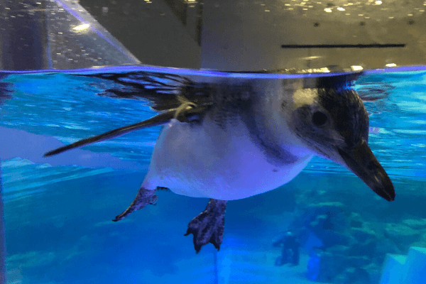 すみだ水族館のペンギン写真