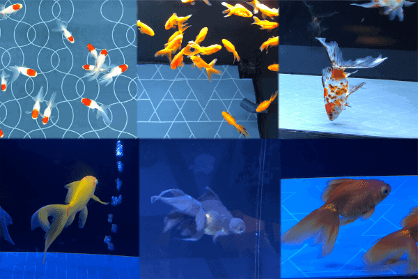 江戸水槽の金魚たち