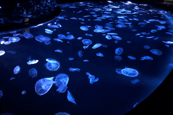 すみだ水族館ビッグシャーレ