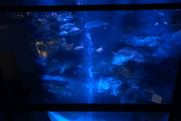 すみだ水族館「上から見た小笠原大水槽」