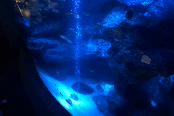 すみだ水族館「小笠原大水槽」