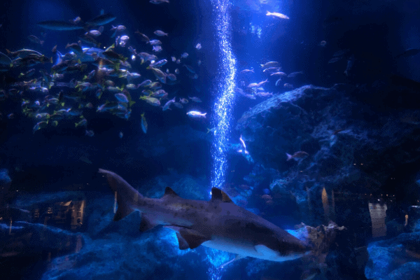 すみだ水族館「小笠原大水槽」