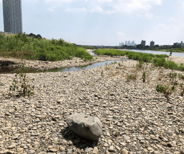 多摩川河川敷