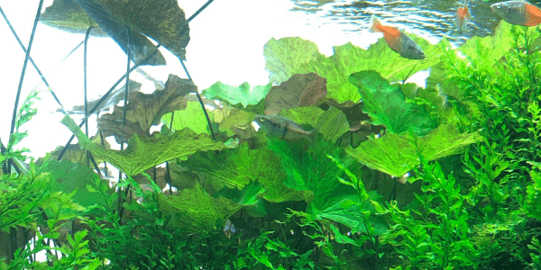 タイガーロータス浮き葉