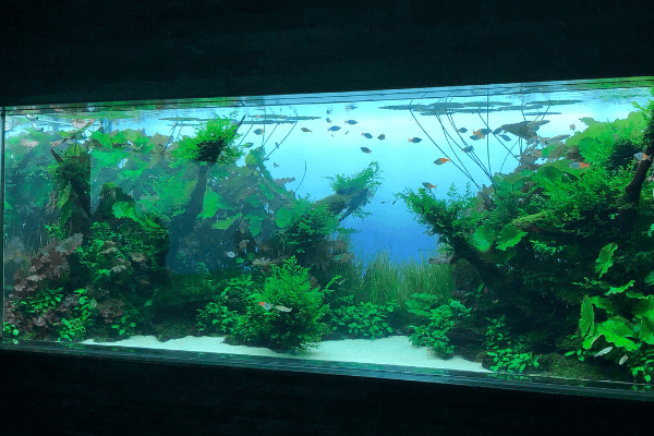 すみだ水族館の水草水槽