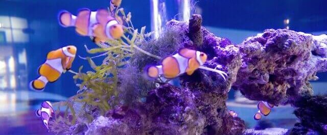 海水魚・サンゴ