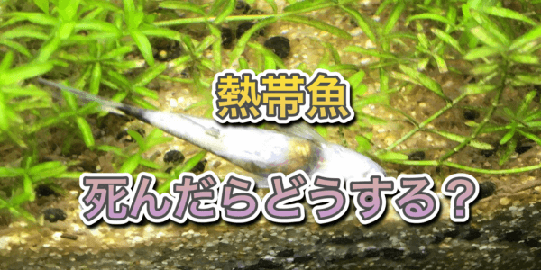 熱帯魚が死んだらどうする？