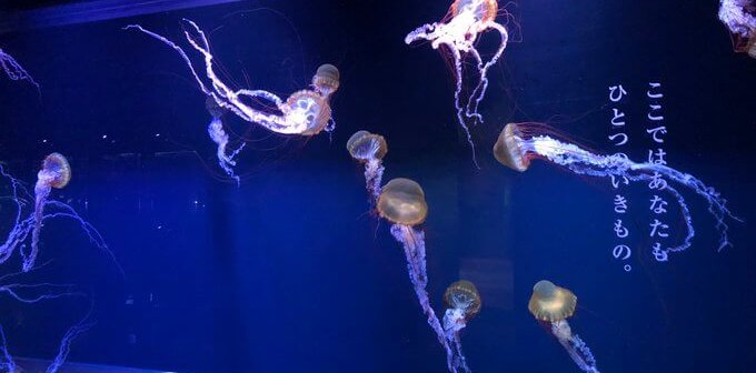 すみだ水族館「空想する水槽」