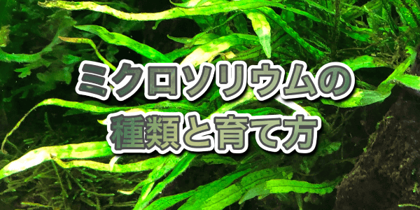 ミクロソリウムの種類と活着の仕方