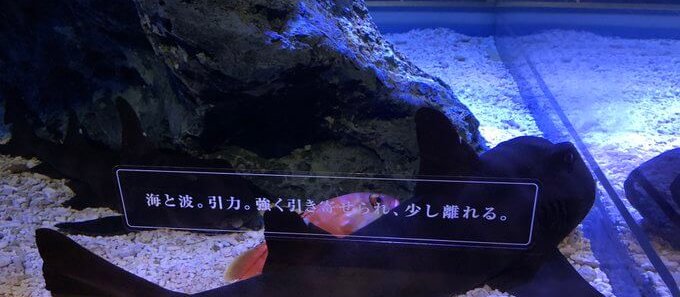 すみだ水族館「空想する水槽」