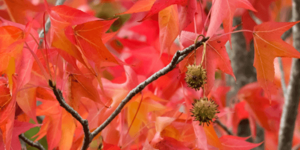 モミジバフウの紅葉