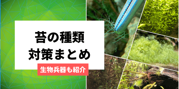 水槽に出るコケの種類と対策・苔を食べる生体