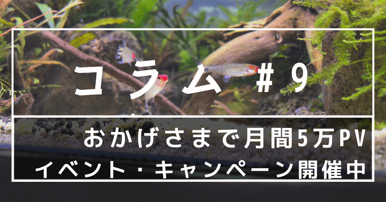 アクアリウムブログで月間5万PV