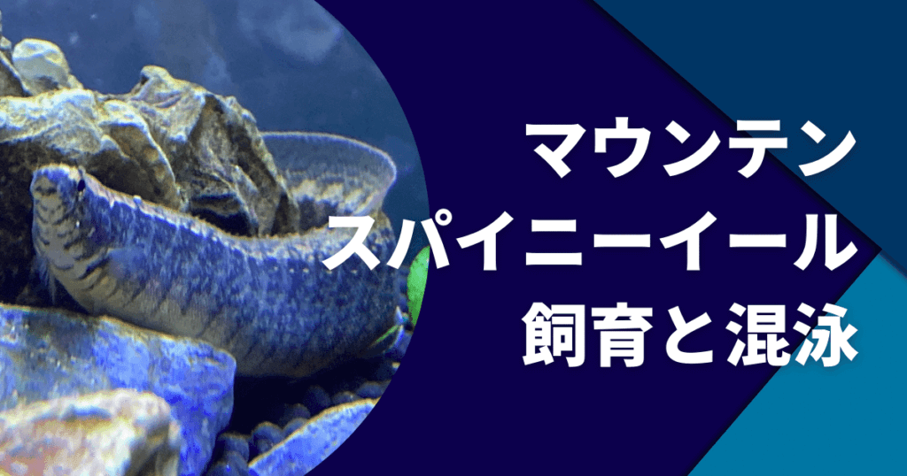 マウンテンスパイニーイールの育て方