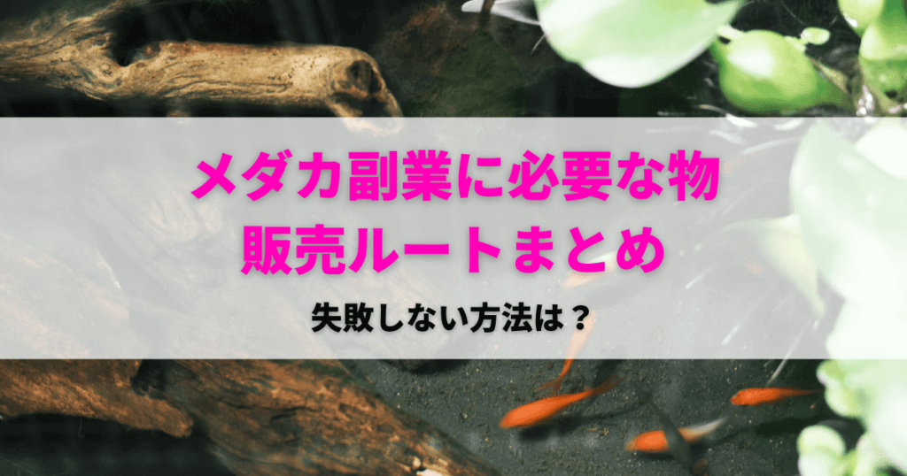 メダカ副業の失敗しないやり方と販売ルート