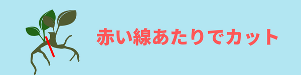 ブセファランドラの増やし方