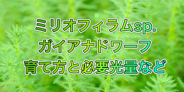 ミリオフィラムsp.ガイアナドワーフの溶ける原因と対策