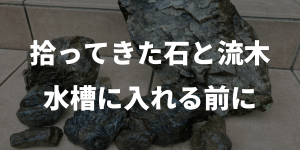 拾ってきた石と流木を水槽に入れるときの注意点